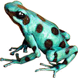 Microspot Auratus